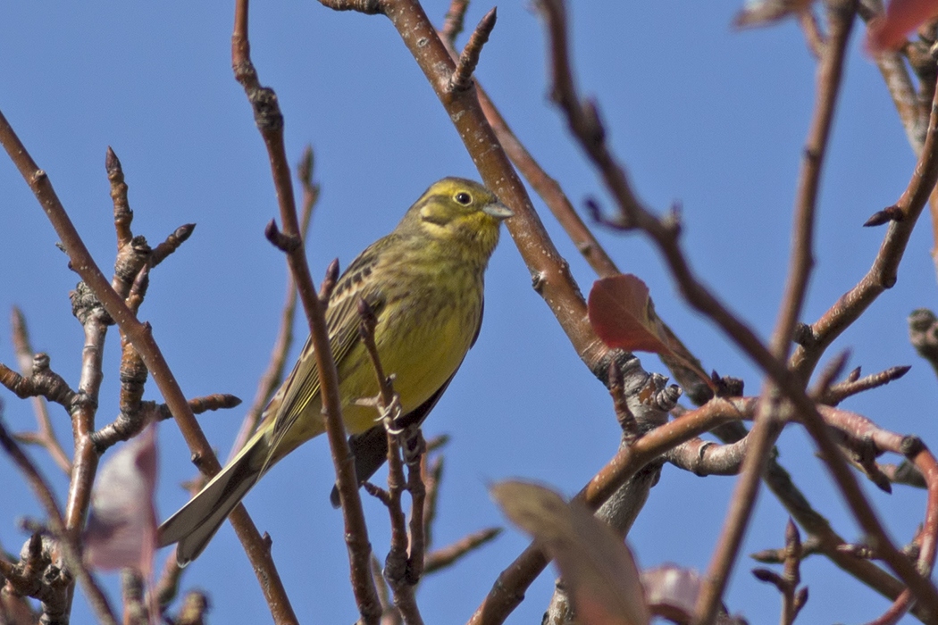 Yellowhammer