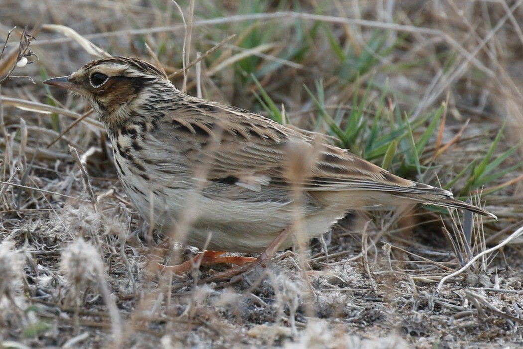 Woodlark