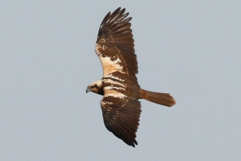 Western Marsh Harrier
