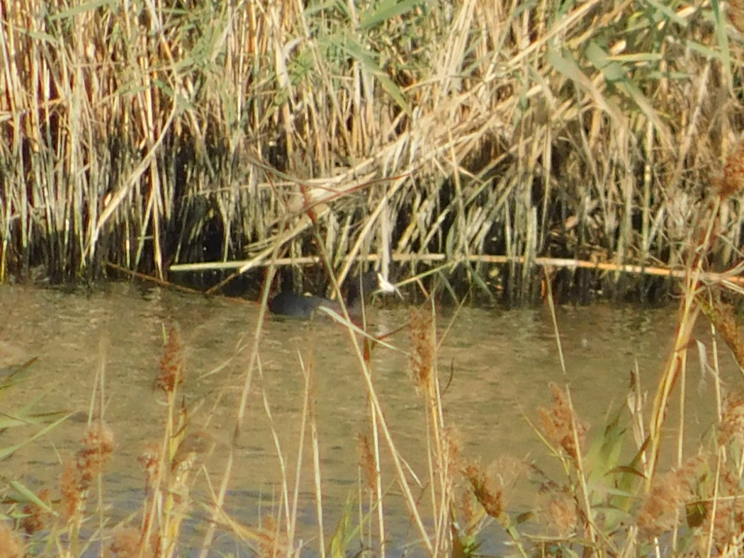 Eurasian Coot