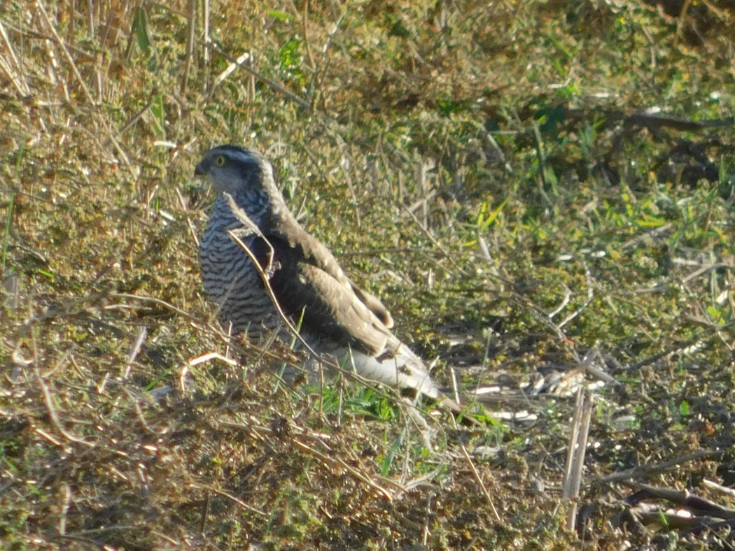Eurasian Sparrowhawk