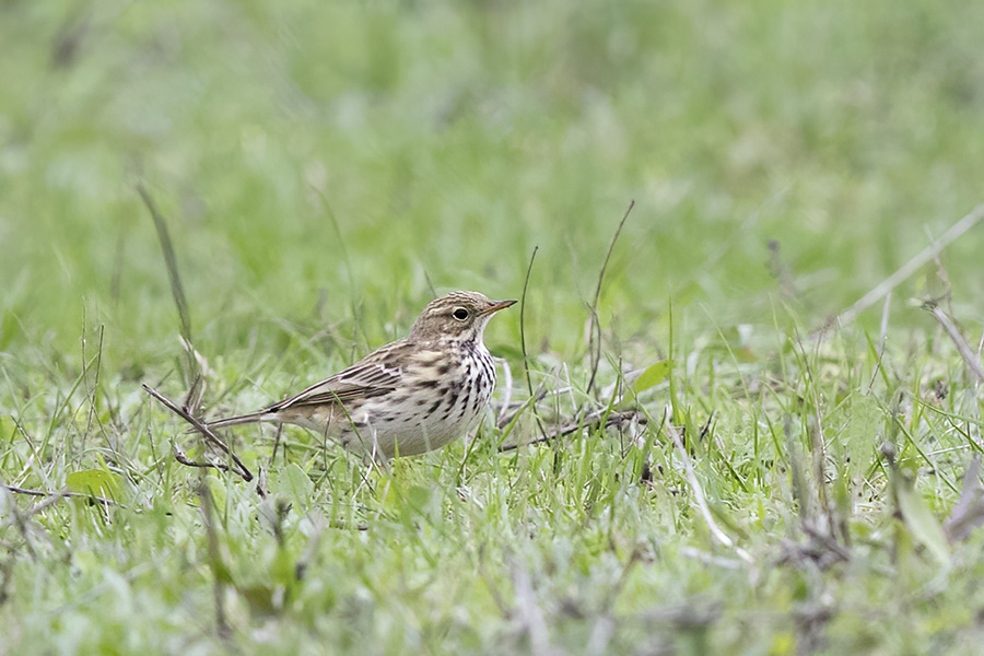 Meadow Pipit