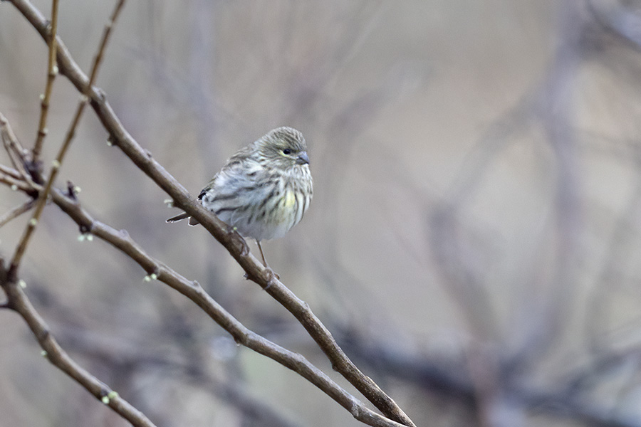 European Serin