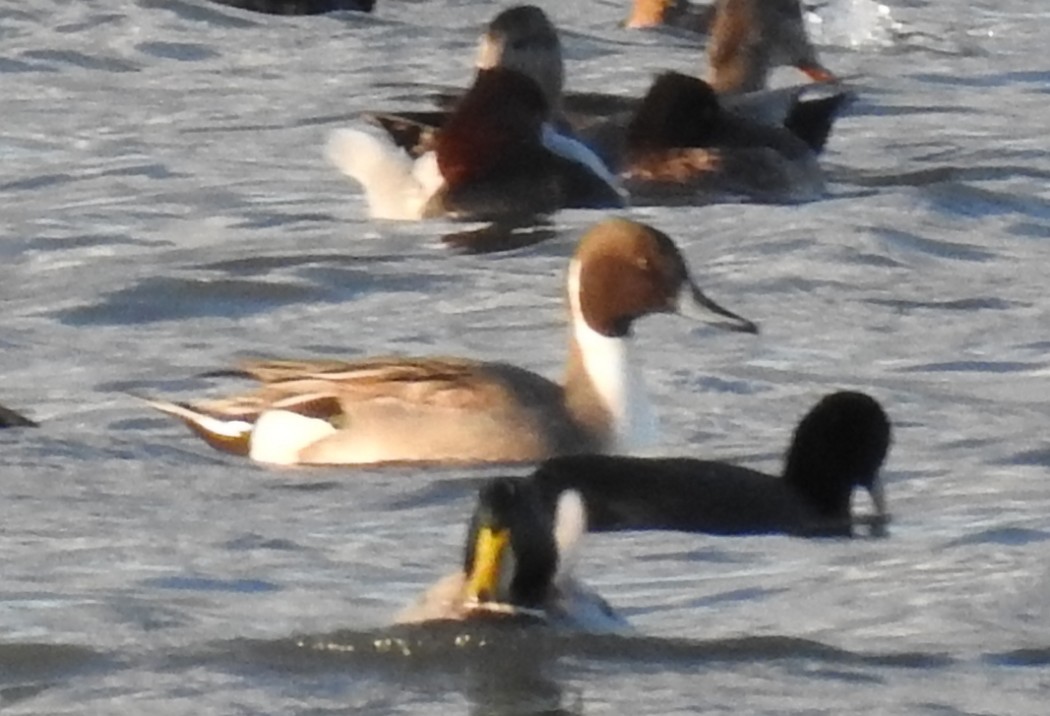 Northern Pintail