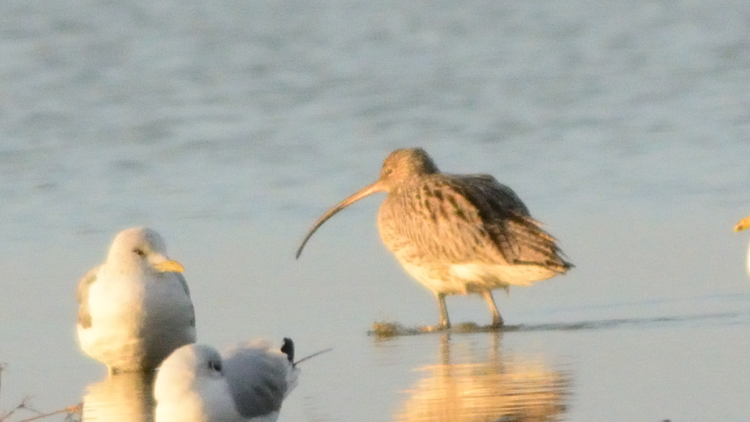 Eurasian Curlew