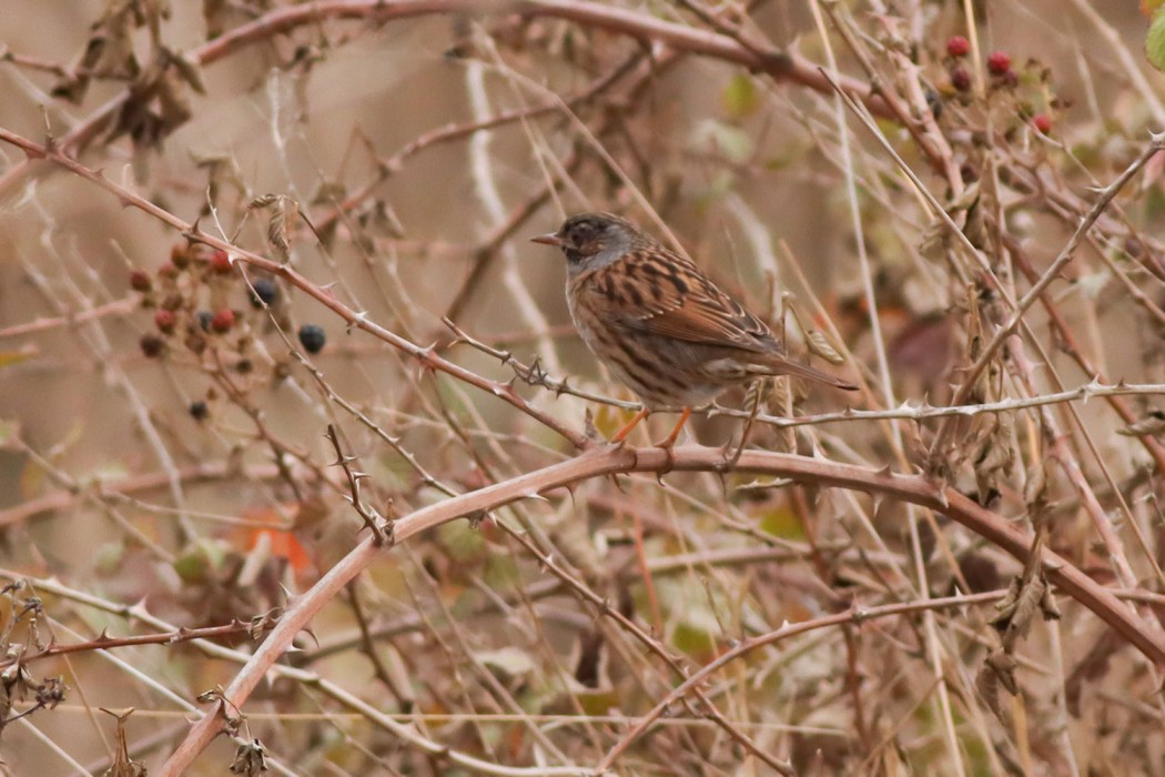 Dunnock