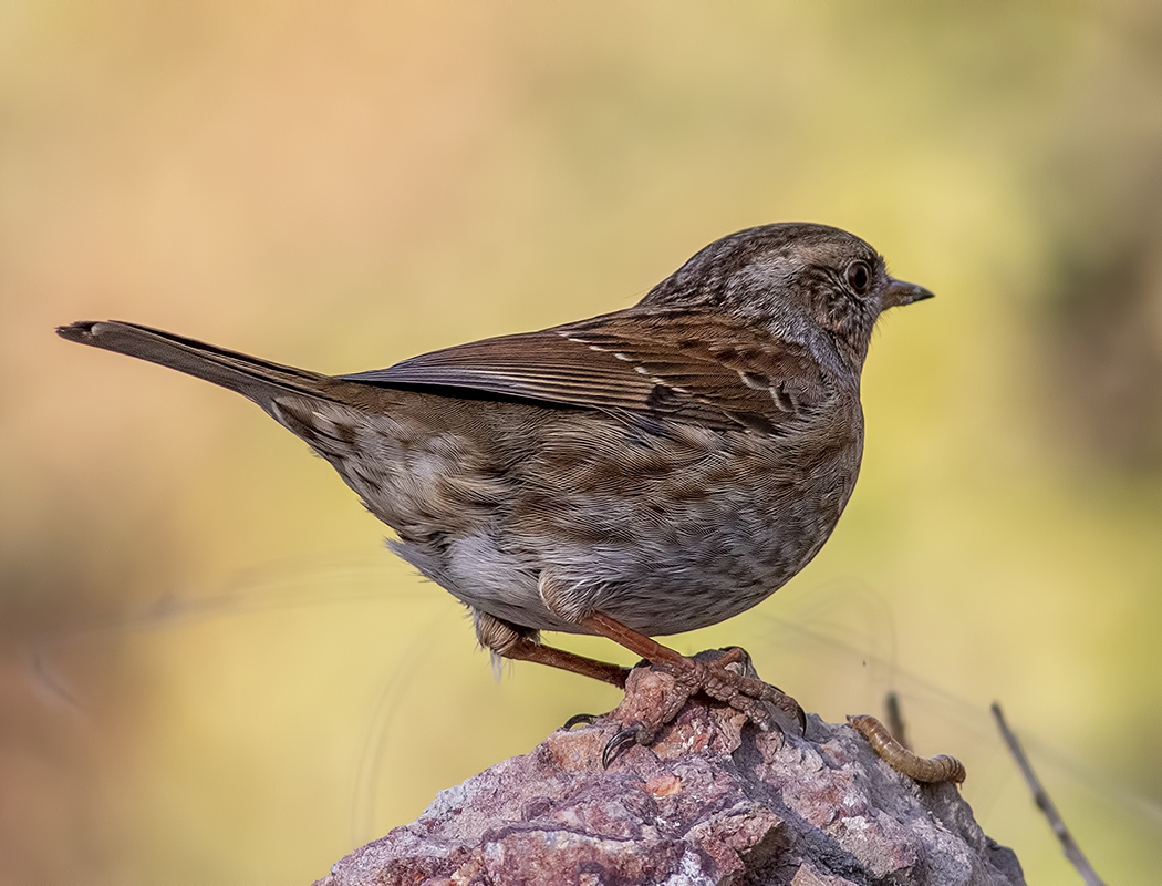 Dunnock