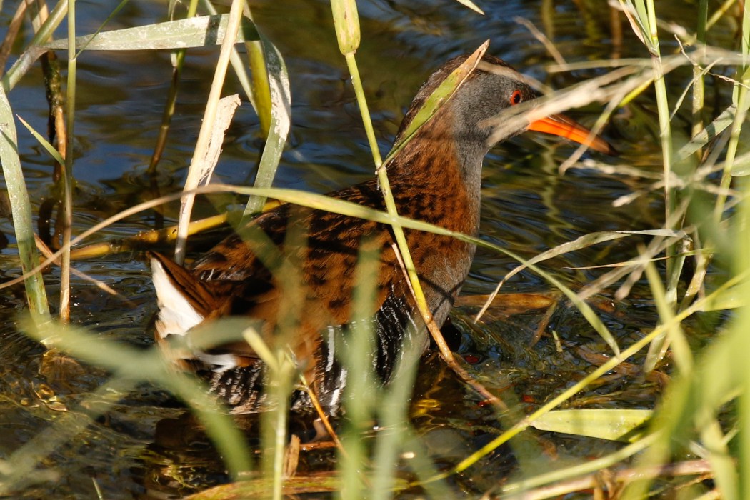 Water Rail