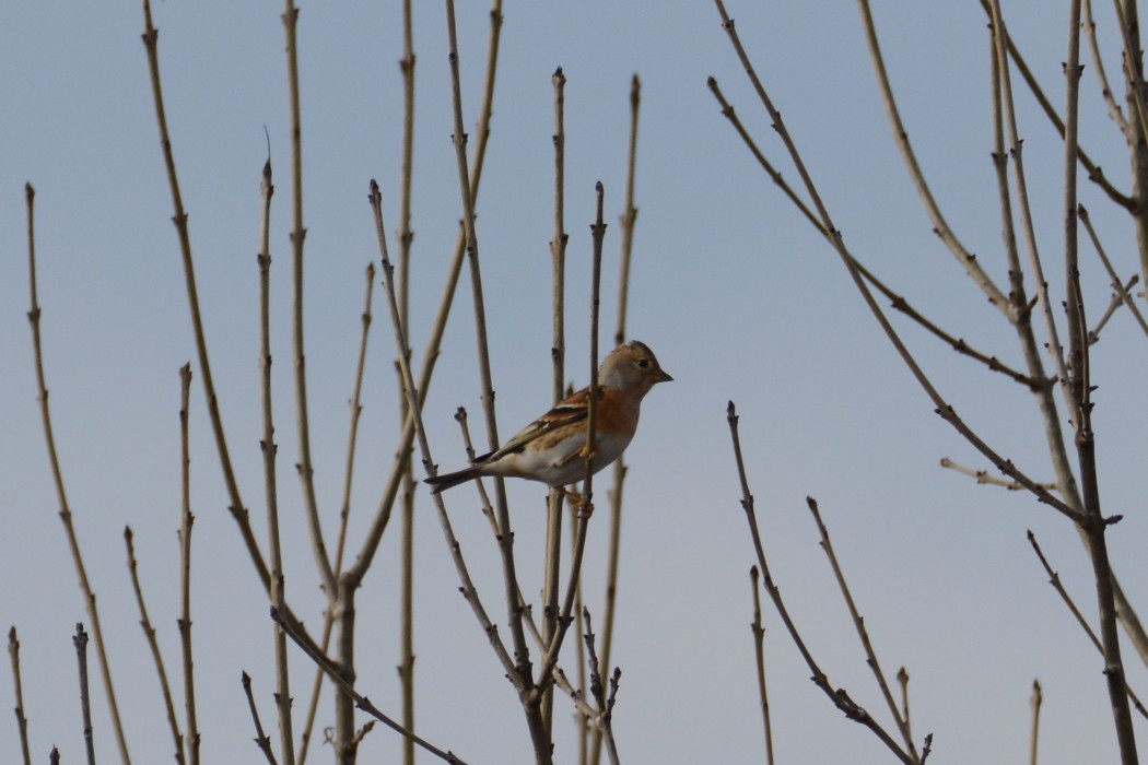 Brambling