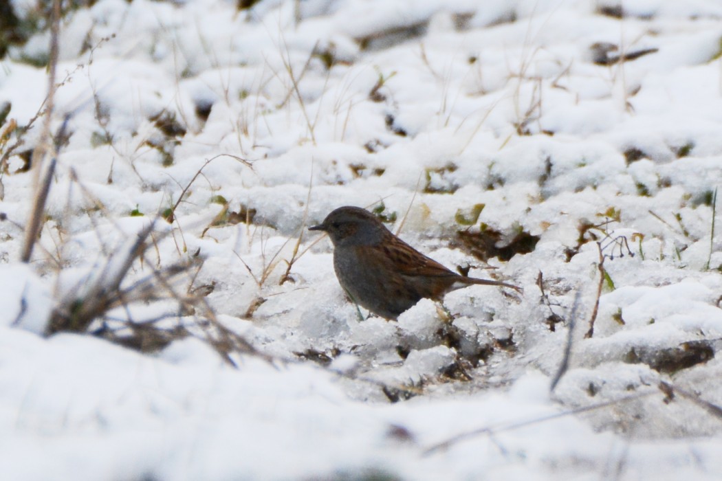 Dunnock