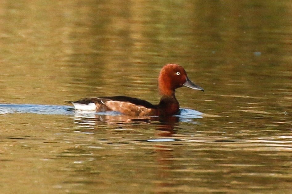 Ferruginous Duck