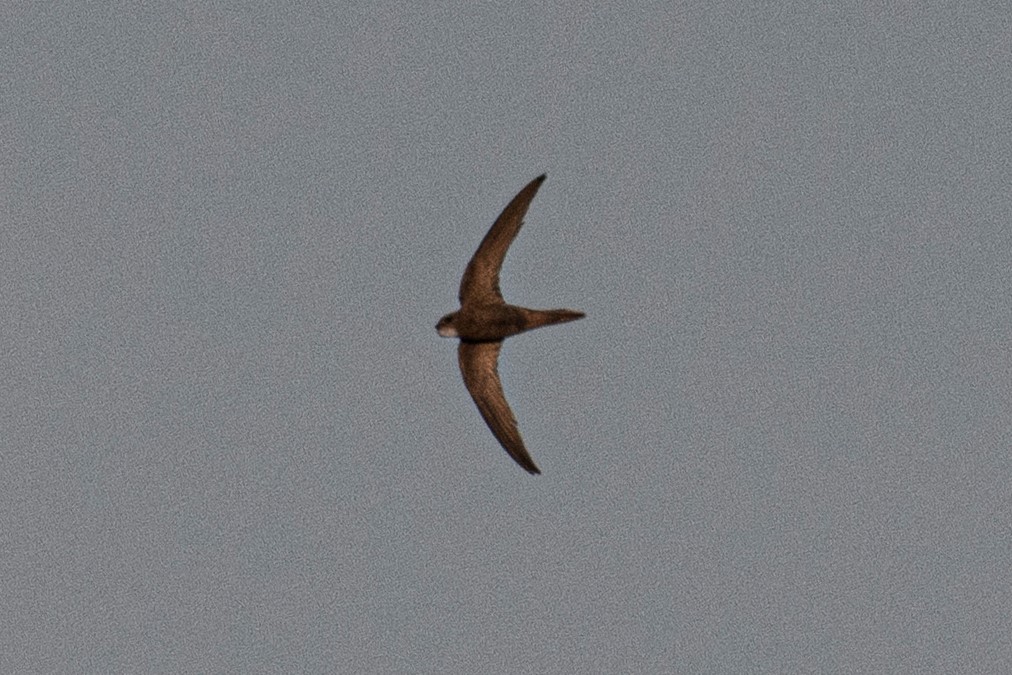 Pallid Swift