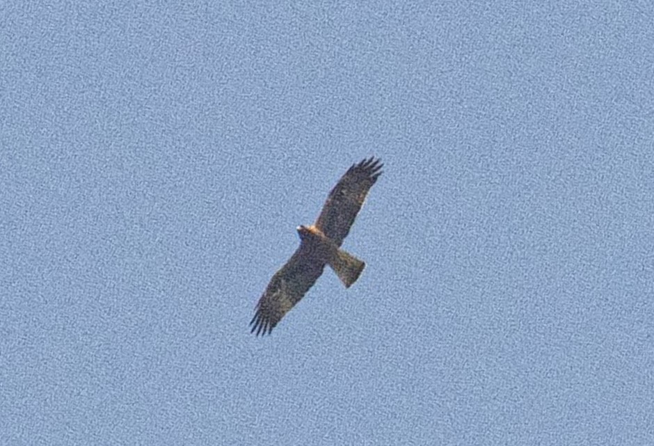 Küçük Kartal