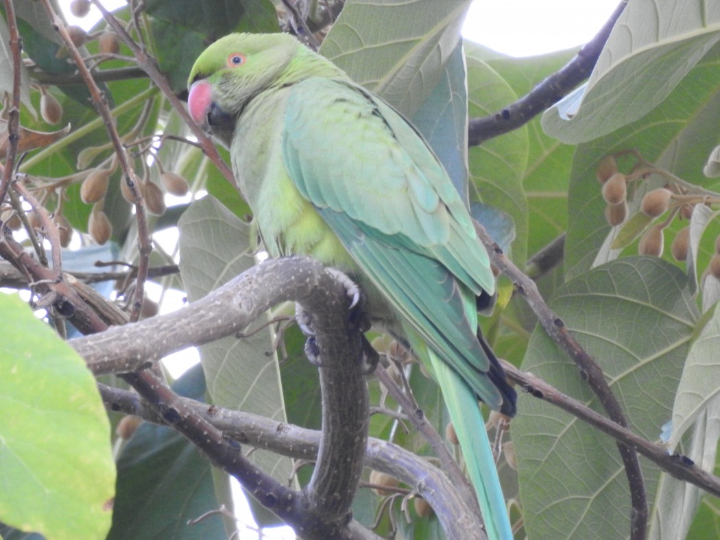 Rose-ringed Parakeet