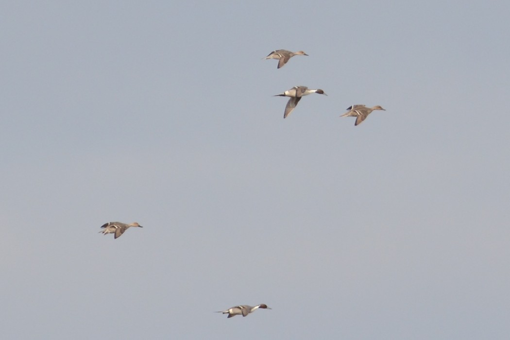 Northern Pintail