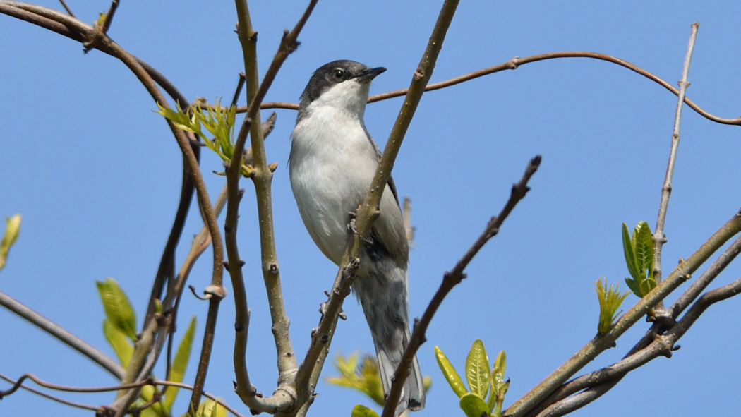 Eastern Orphean Warbler