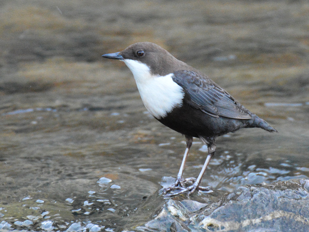 White-throated Dipper