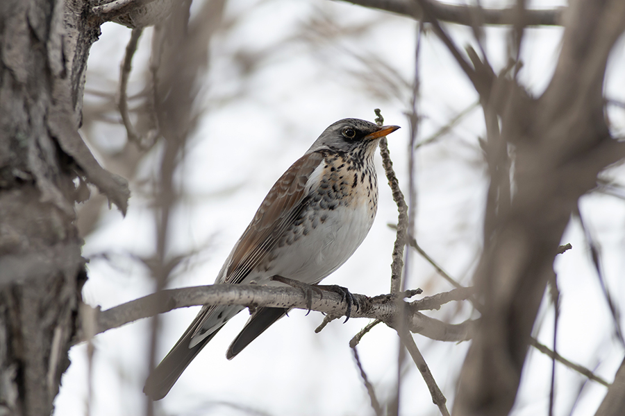Fieldfare