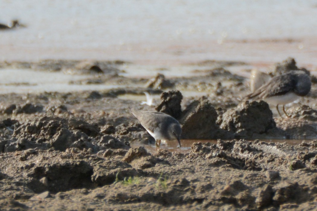Temminck`s Stint
