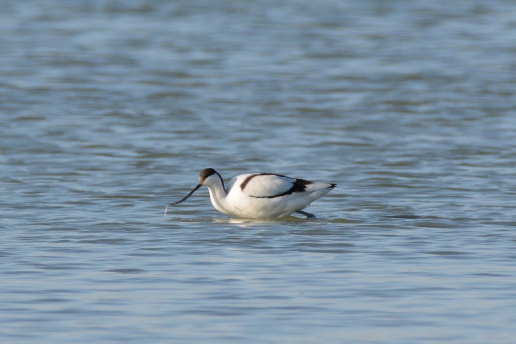 Pied Avocet