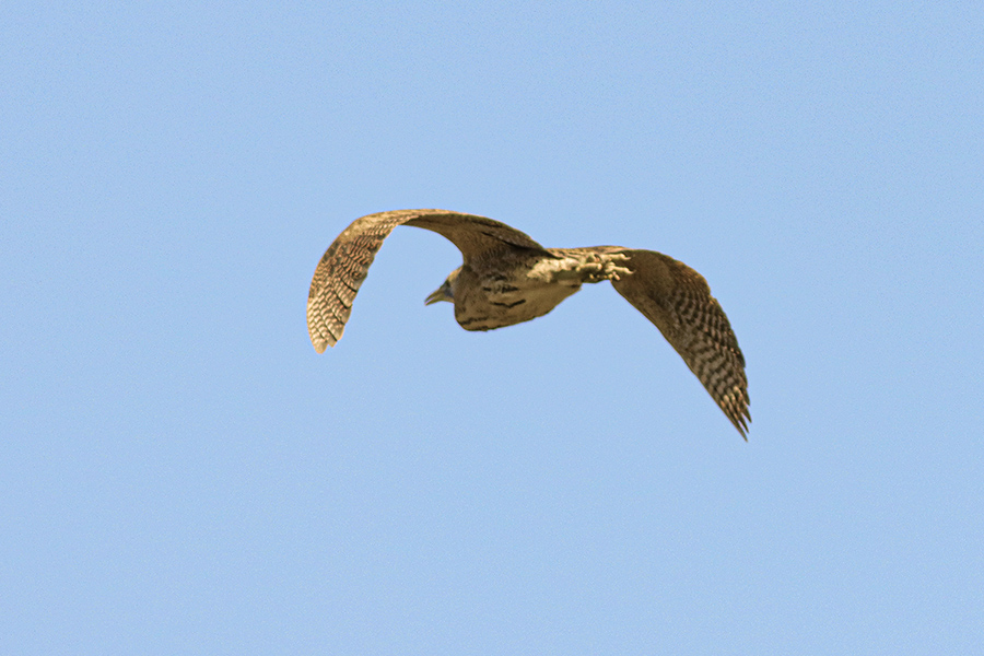 Eurasian Bittern