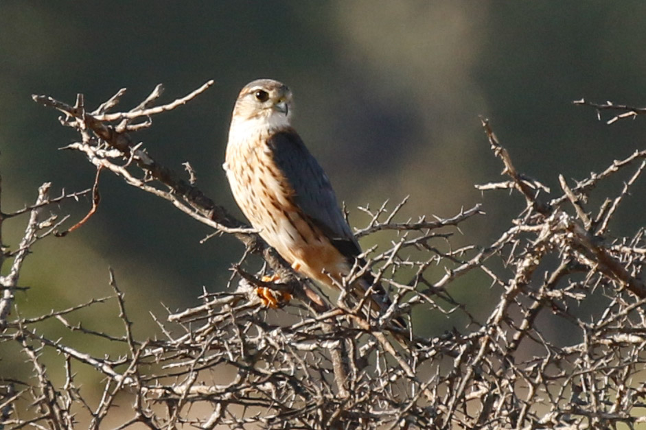 Merlin
