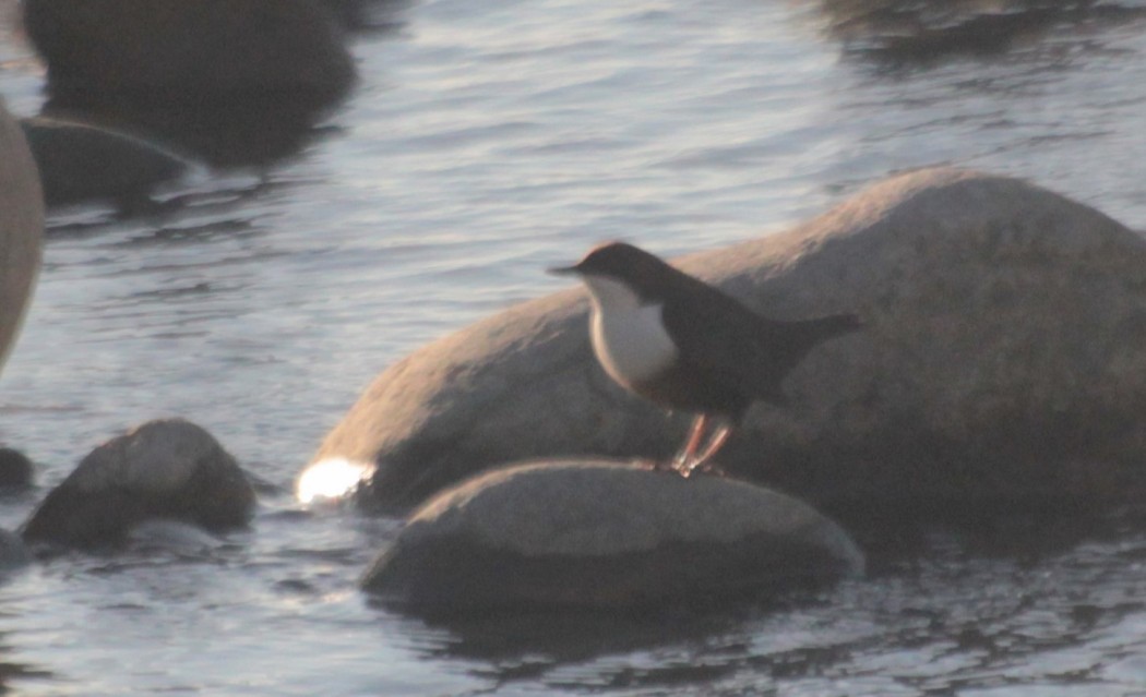 White-throated Dipper