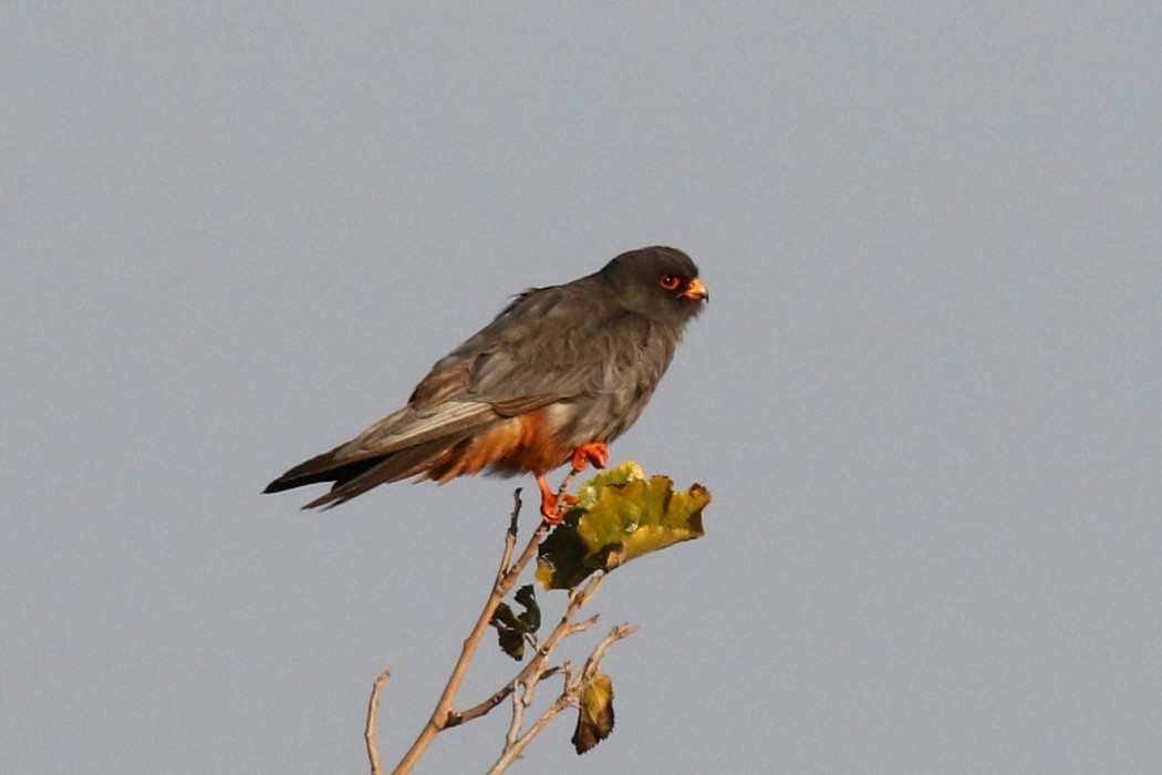 Red-footed Falcon