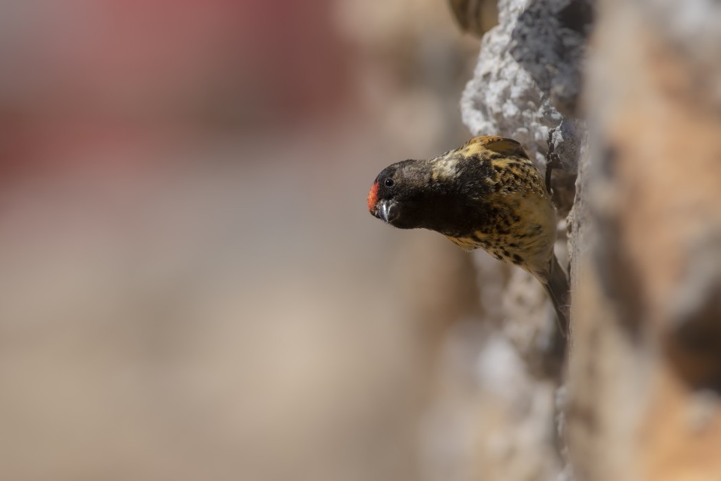 Red-fronted Serin