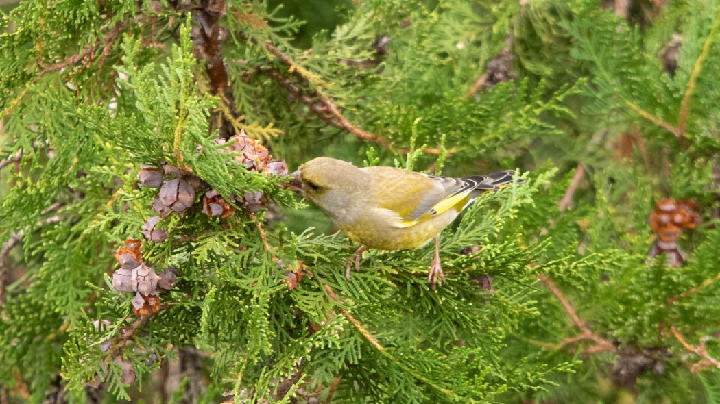European Greenfinch