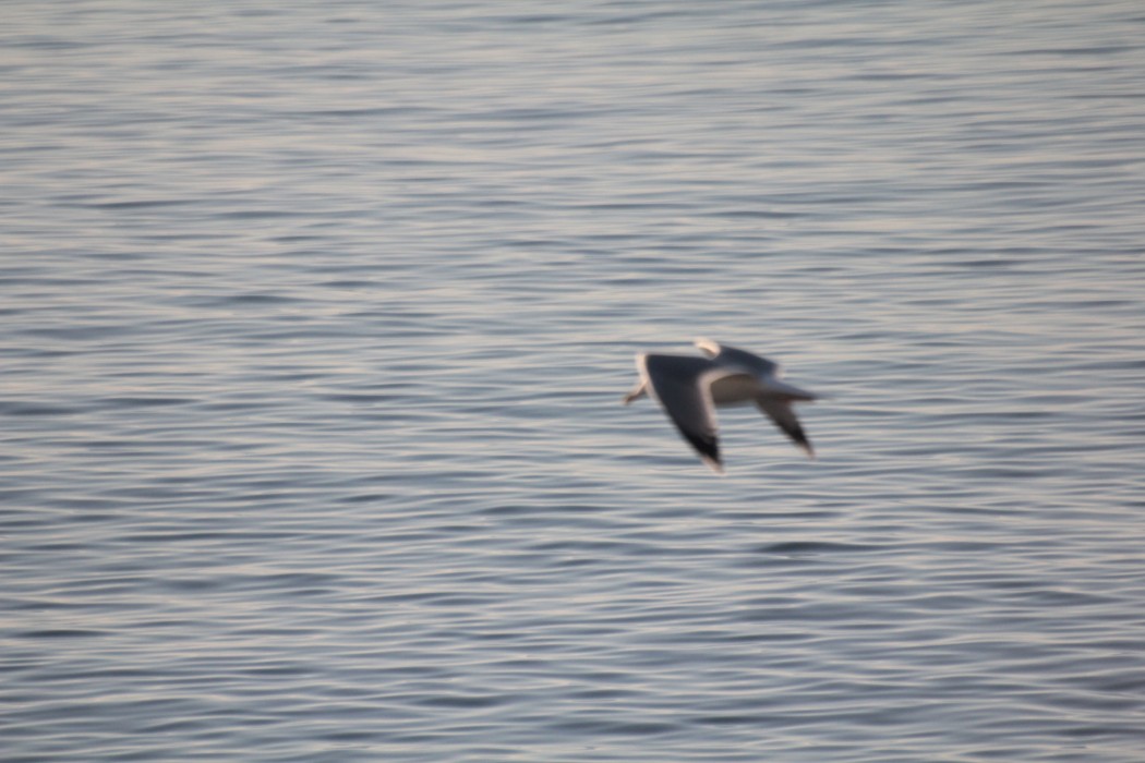 Lesser Black-backed Gull