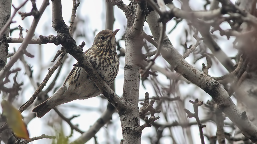 Öter Ardıç