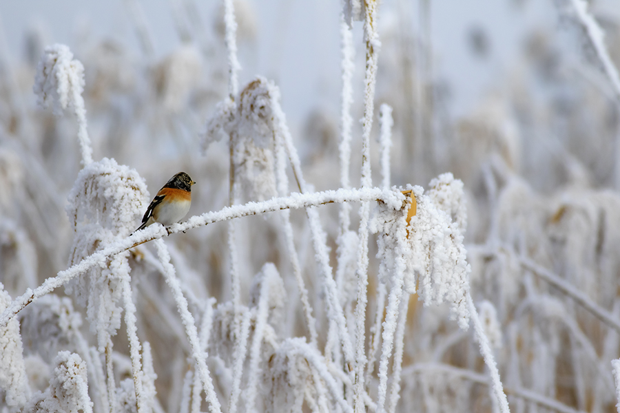 Brambling