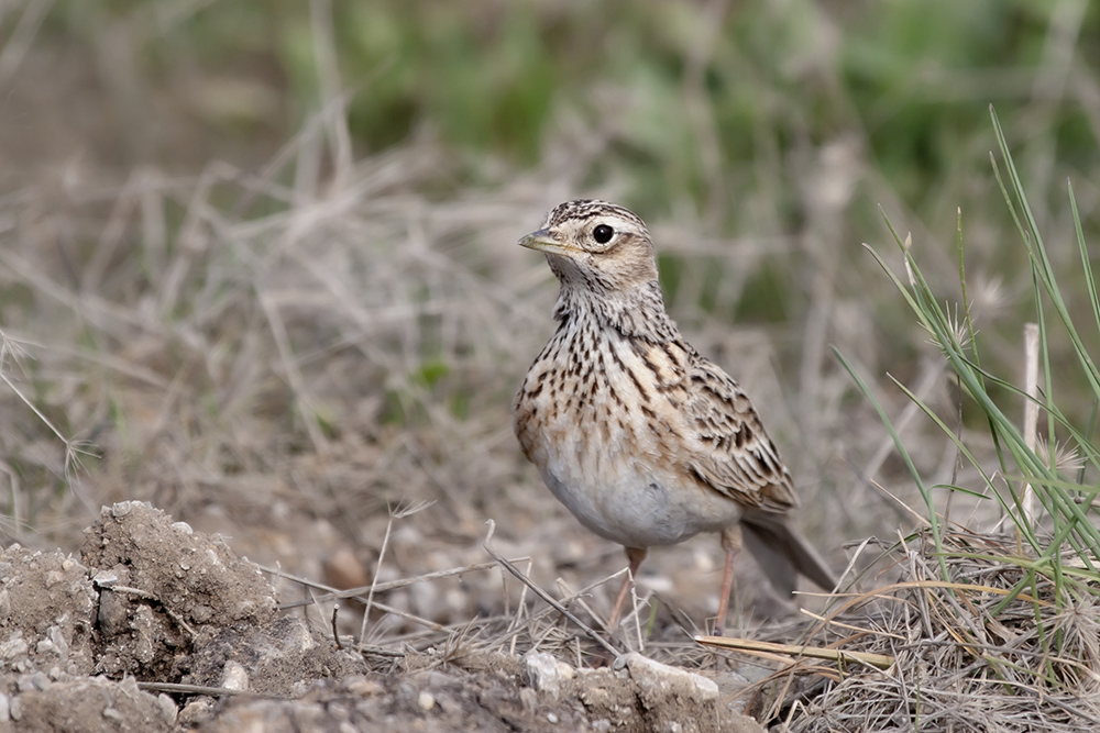 Eurasian Skylark