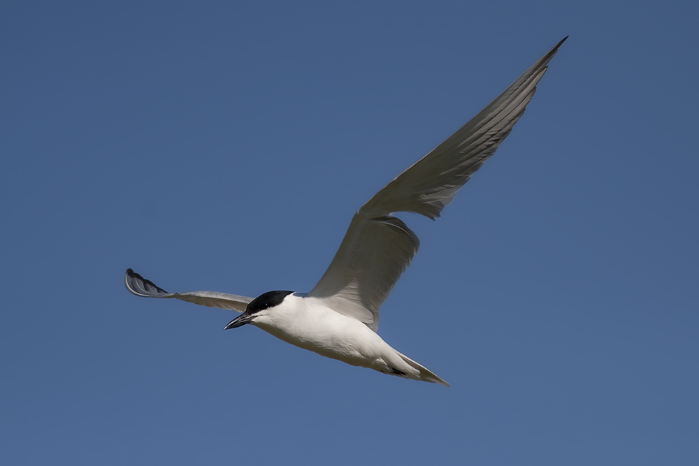 Gull-billed Tern