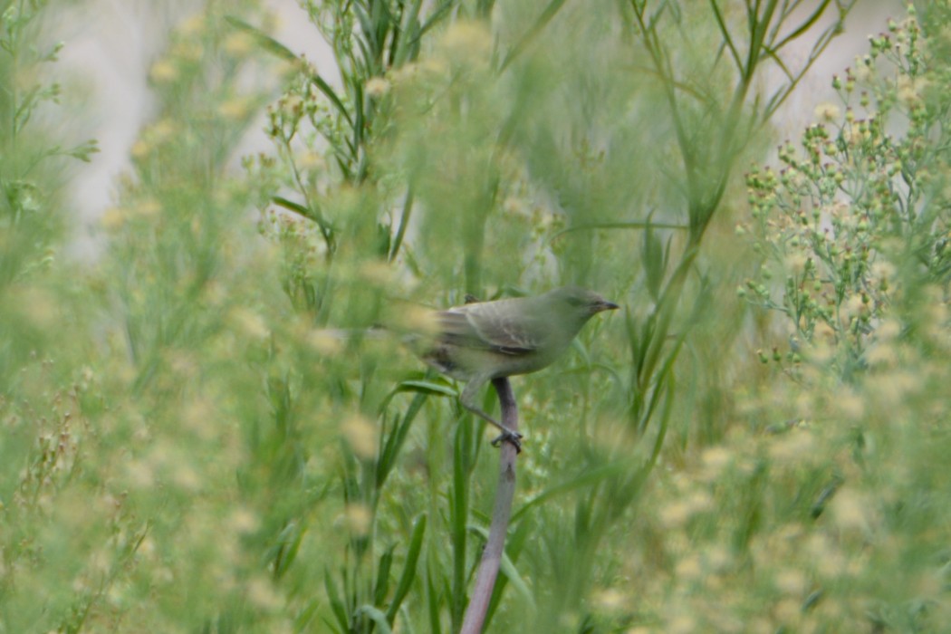 Barred Warbler