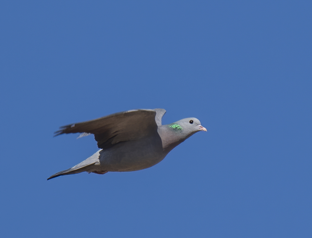 Stock Dove