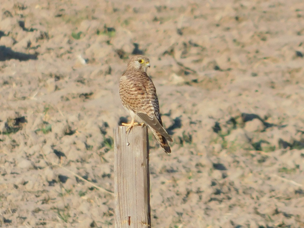 Common Kestrel