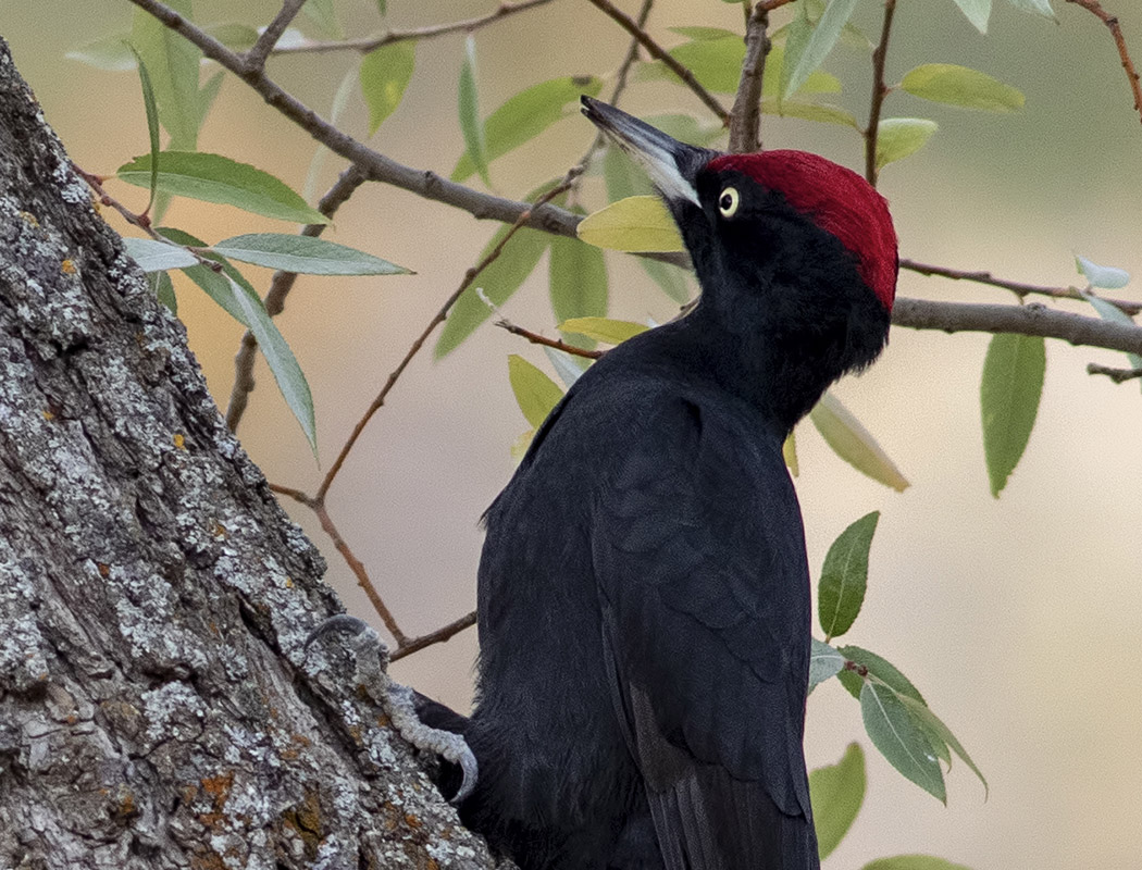 Black Woodpecker