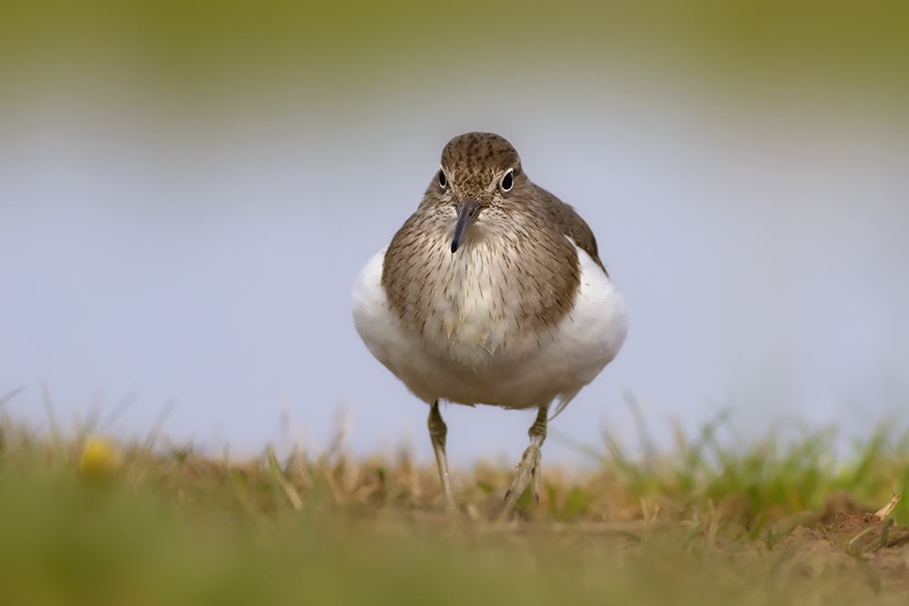 Common Sandpiper
