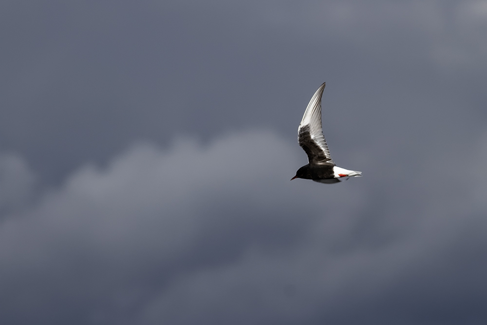 White-winged Tern