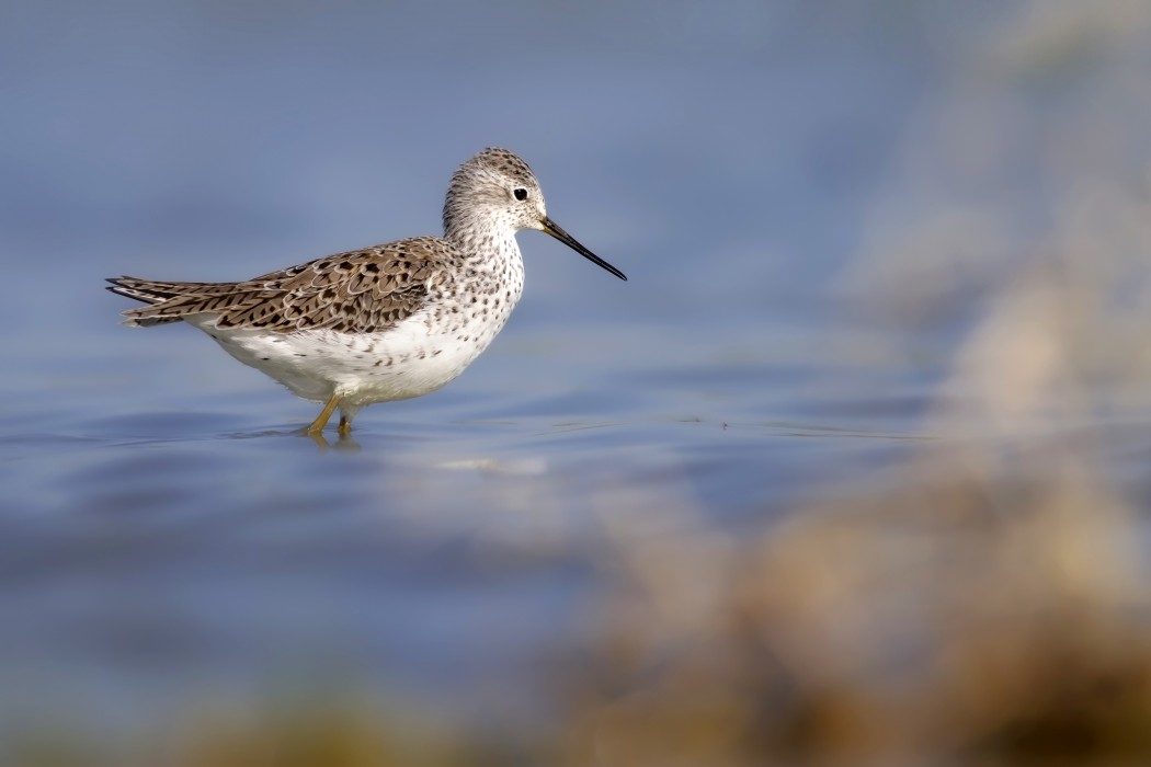 Marsh Sandpiper