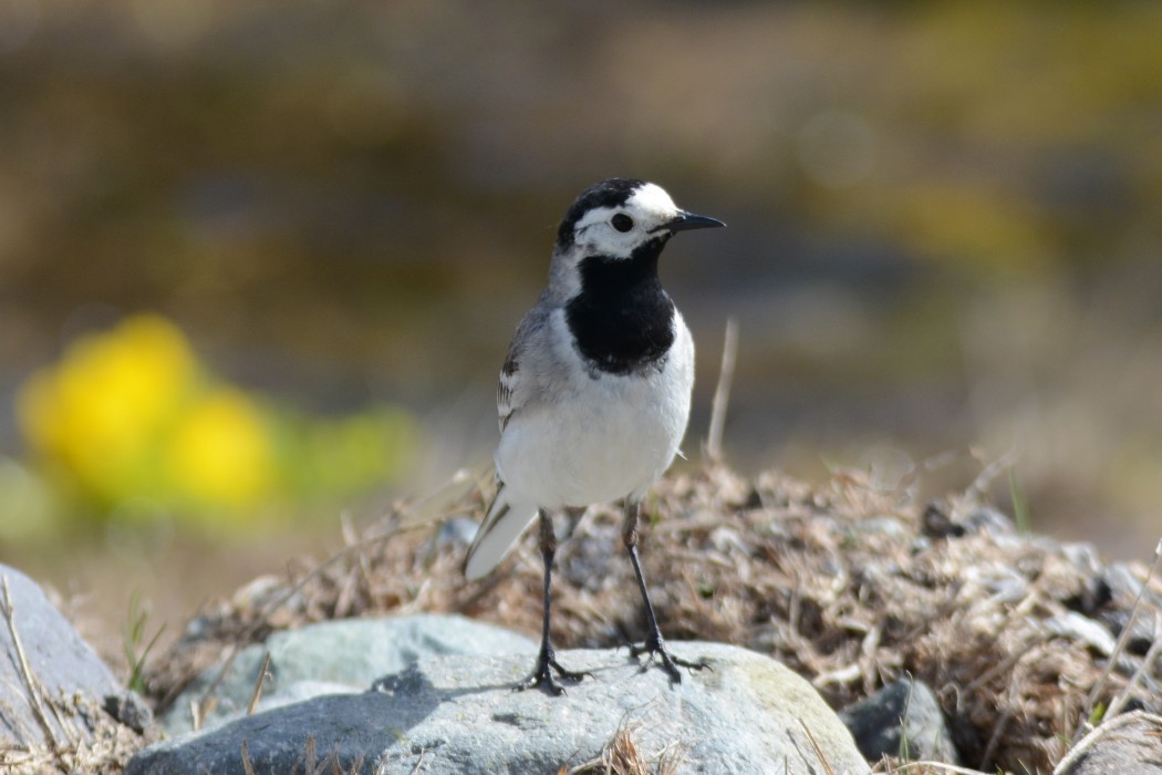 White Wagtail