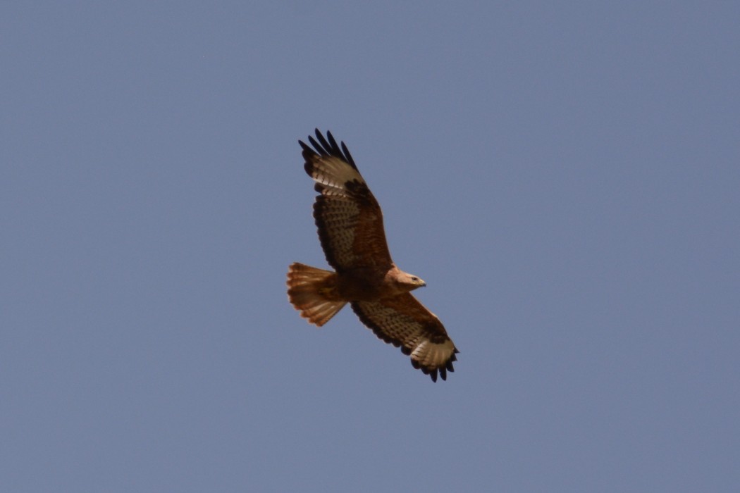 Long-legged Buzzard