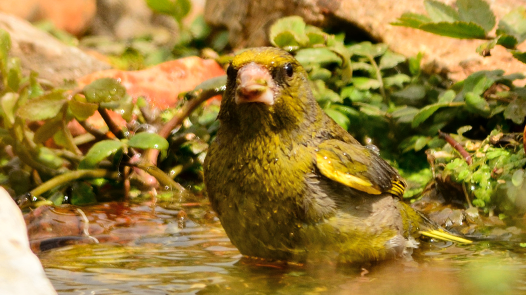 European Greenfinch