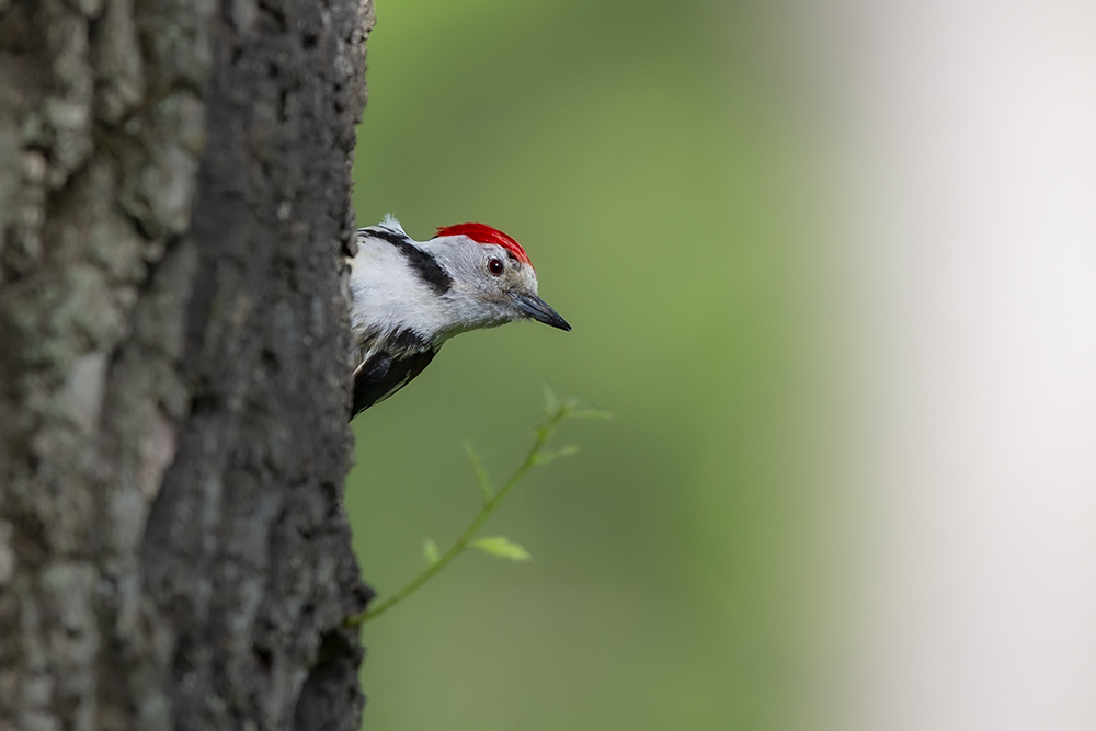 Middle Spotted Woodpecker