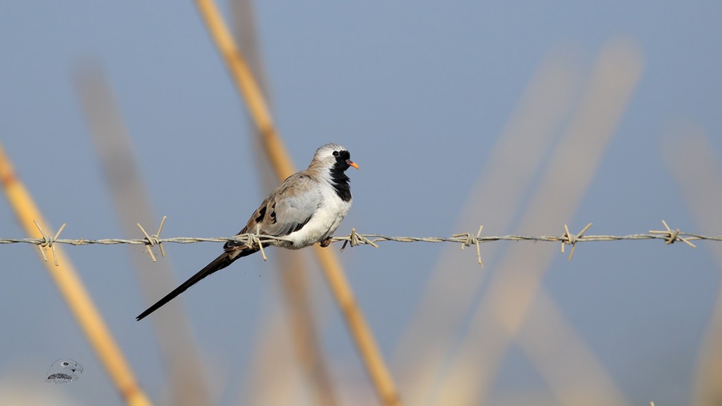 Kap Kumrusu