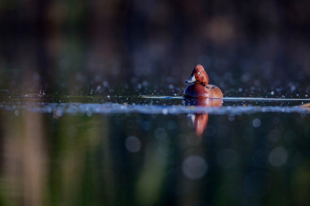 Ferruginous Duck