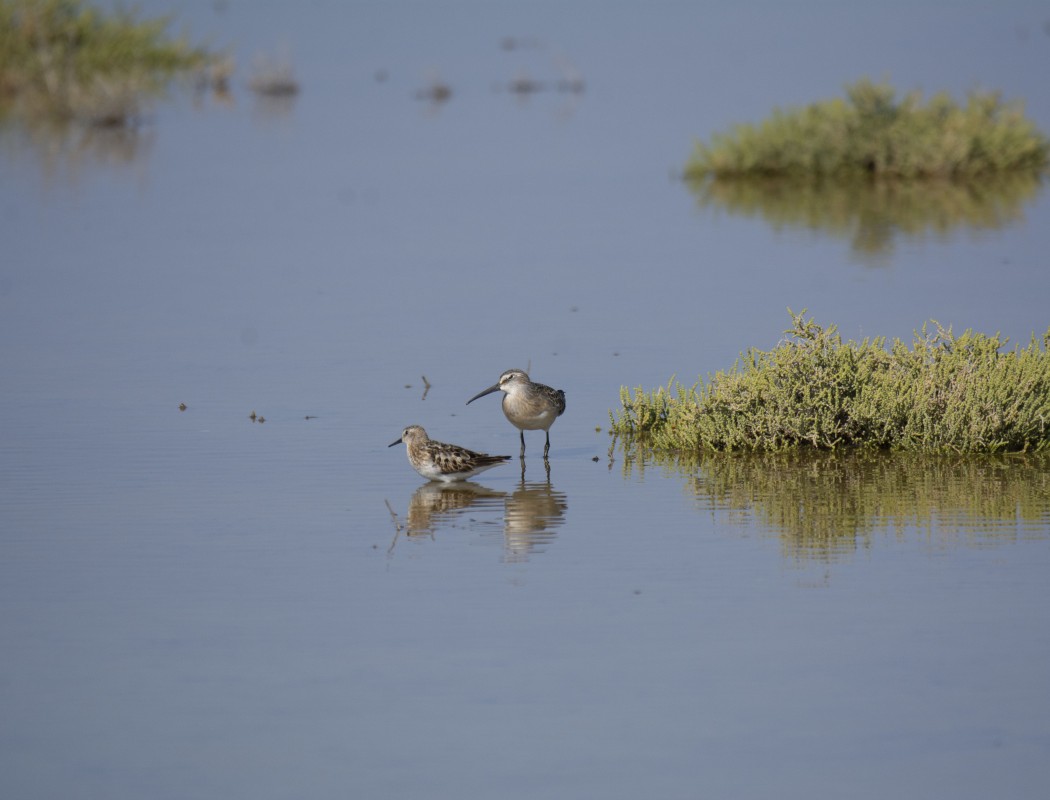 Curlew Sandpiper