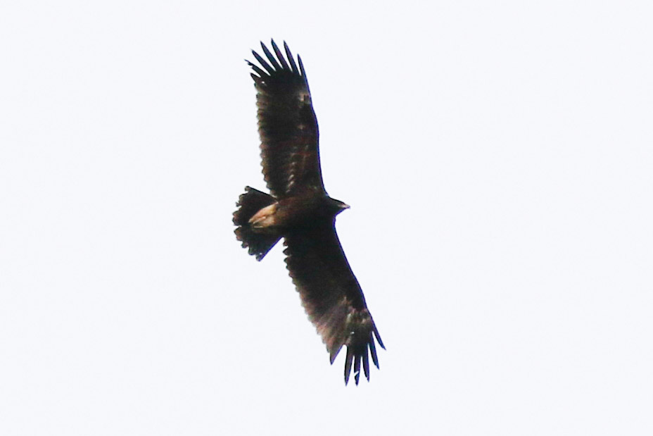 Greater Spotted Eagle